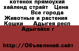 котенок прямоухий  хайленд страйт › Цена ­ 10 000 - Все города Животные и растения » Кошки   . Адыгея респ.,Адыгейск г.